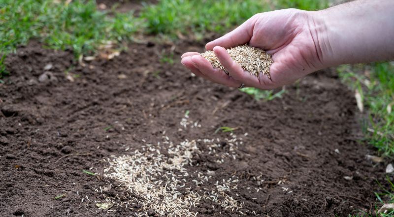 Effective Lawn Seeding Strategies — Cost of Lawn Seeding