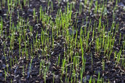 Effective Lawn Seeding Strategies — Cost of Lawn Seeding