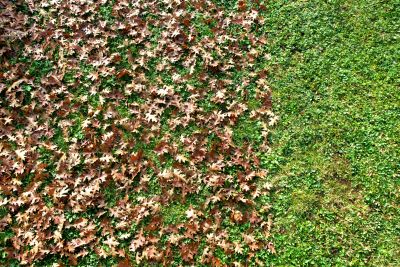 Removing Leaves from Lawn