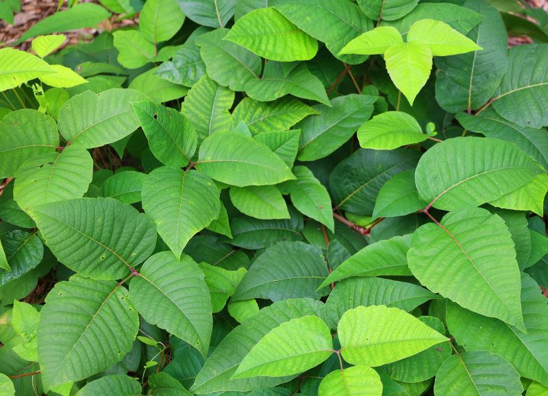Poison Oak Removal in Lancaster County, PA