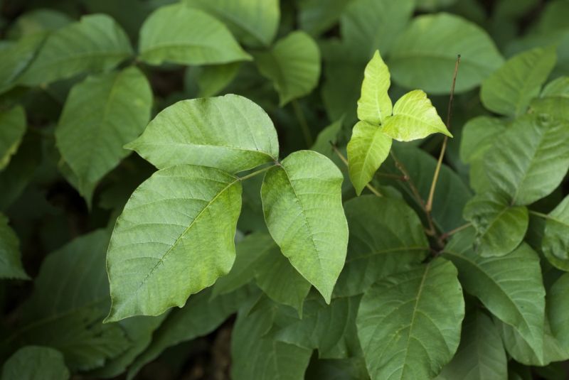 Poison Oak Removal in Bucks County, PA