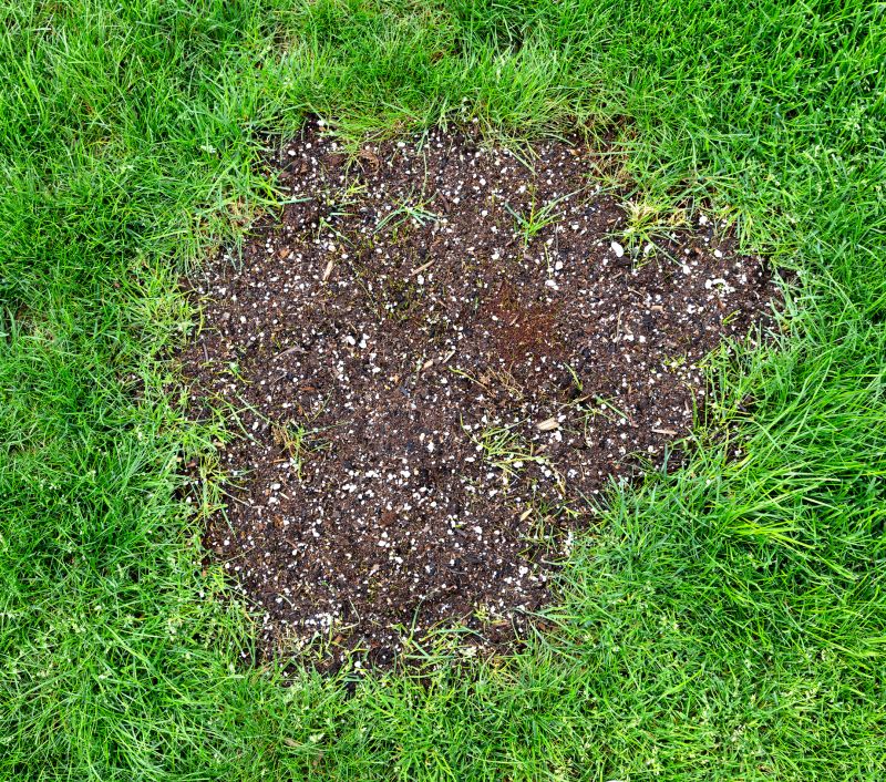 Lawn Repair and Seeding