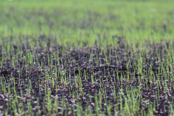 Lawn Seeding - Lawn Seeding Montgomery, Alabama